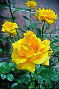 Close-up of yellow flower