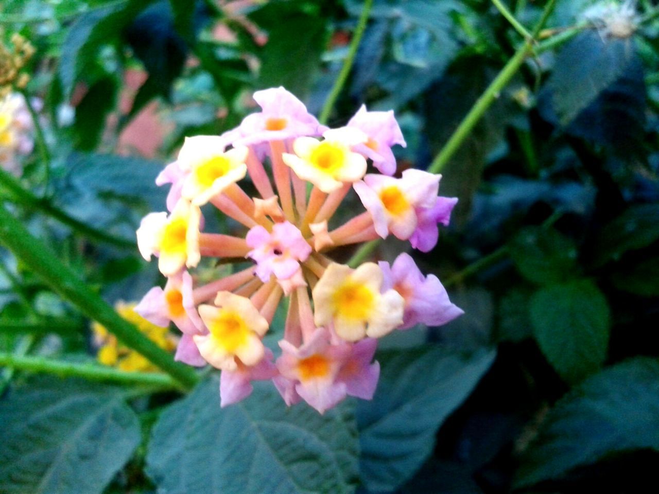 CLOSE-UP OF FLOWER BLOOMING IN PARK