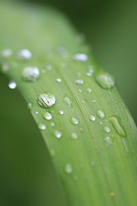 Close-up of raindrops on wet leaf