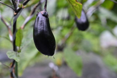 Close-up of fruits growing on plant