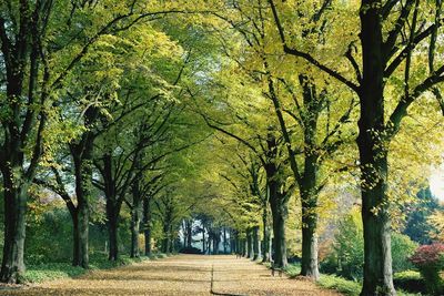 Road amidst trees during autumn