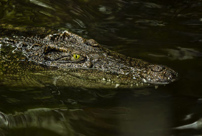 Close-up of crocodile swimming in lake