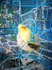 Close-up of parrot in cage