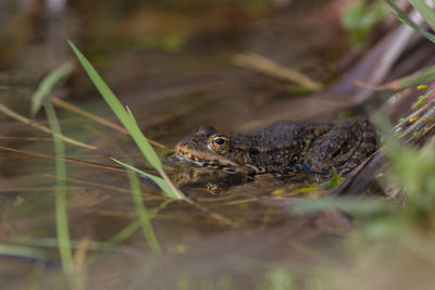 Close-up of a turtle in a grass