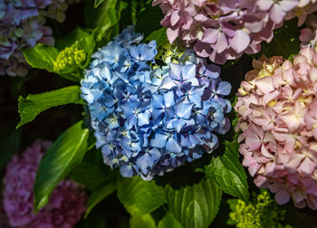 Close-up of purple hydrangea flowers