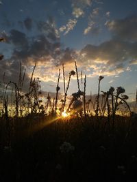 Plants against sky during sunset