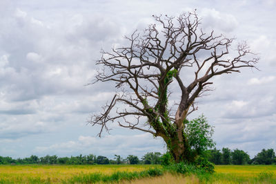 Bare tree on field against sky