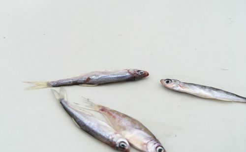 High angle view of fish on table