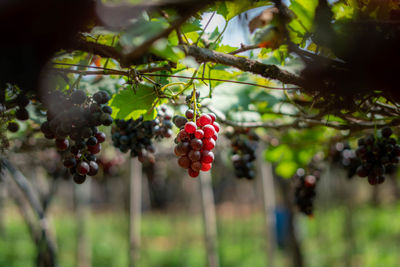 Close-up of berries growing on tree