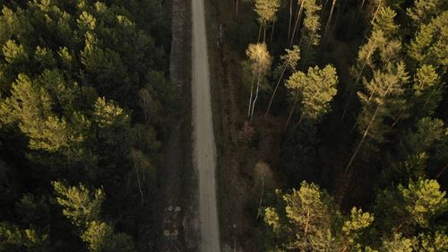 Scenic view of forest