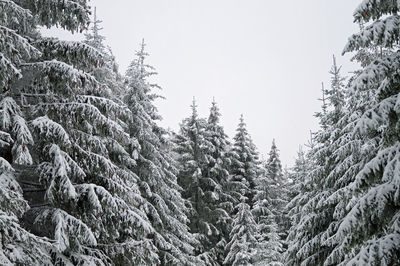 Snow covered pine trees in forest against clear sky