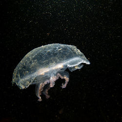 Jellyfish swimming in sea