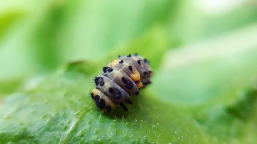 Close-up of insect on leaf