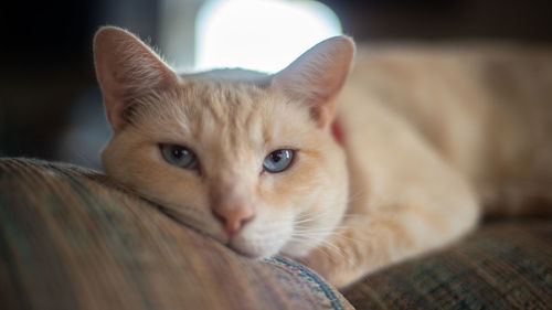 Close-up portrait of a cat