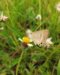 Butterfly pollinating on flower