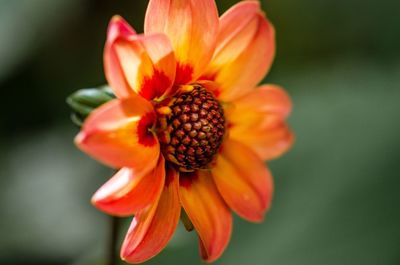 Close-up of flower