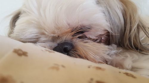 Close-up of a dog resting