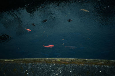 High angle view of koi fish in sea