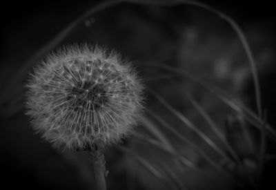 Close-up of dandelion against blurred background