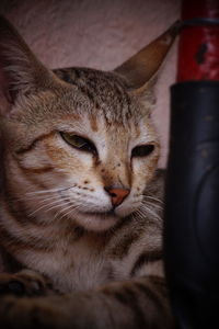 Close-up portrait of a cat