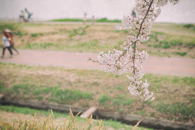 Cherry blossoms on field