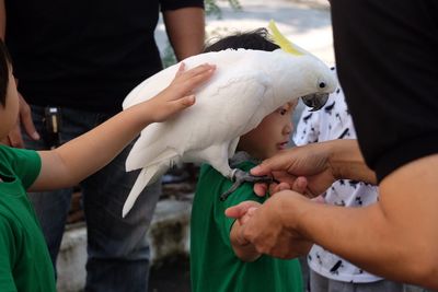 Close-up of cockatoo sitting on boy