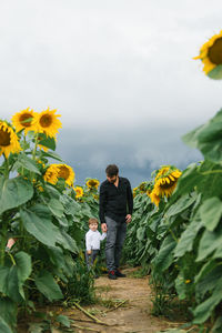 A father holds the hand of his three-year-old son while walking in a field of sunflowers in summer