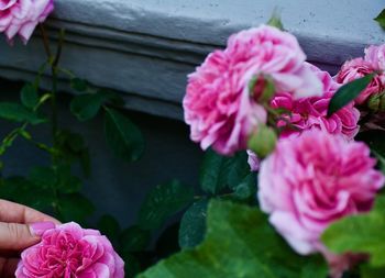 Close-up of pink rose