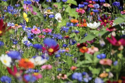 Close-up of purple flowering plants