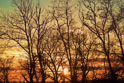 Silhouette bare trees against sky during sunset