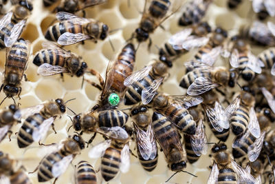 Close-up of honey bee