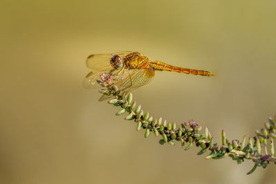 Close-up of insect on plant