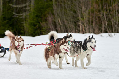 Dogs running on snow covered landscape during winter