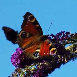 Close-up of butterfly on purple flowers against sky