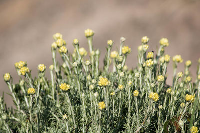 Close-up of yellow flowering plants on field