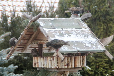 Starlings perching on birdhouse during winter