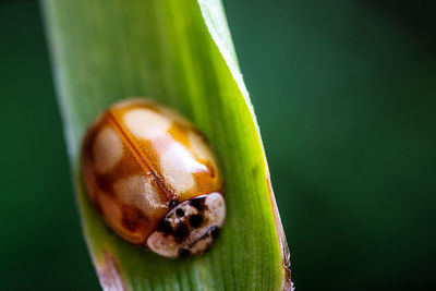 Close-up of insect on green leaf