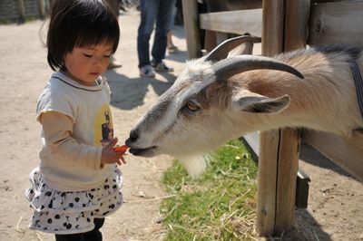 Girl feeding food to goat at farm