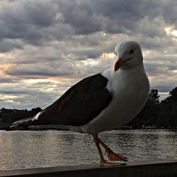bird