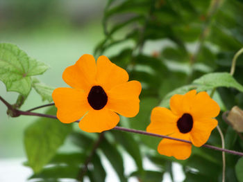 Close-up of orange flowers