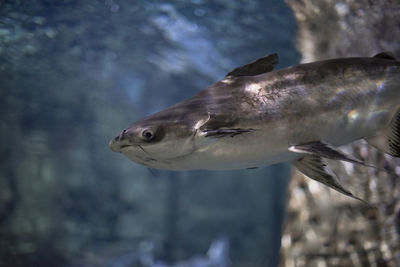 Close-up of fish swimming in sea