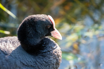 Portrait of a coot bird on a lake