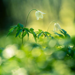 Beautiful white wood anemone flowers on a forest ground. shallow depth of field. 