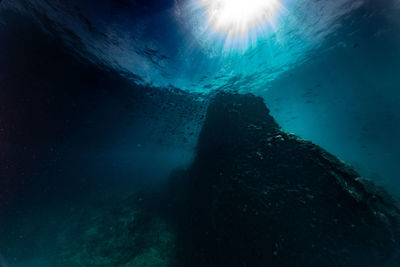 Low angle view of fish swimming in sea