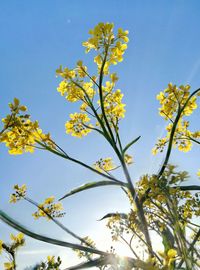 Low angle view of flowering plant against clear sky