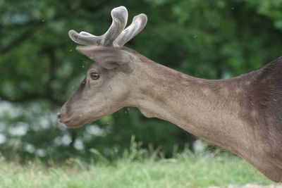 Close-up of deer