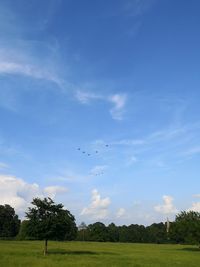 Birds flying over trees on landscape against sky