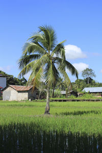 Palm trees in field