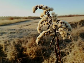 Close-up of plant against sky