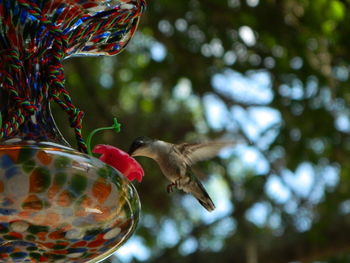 Hummingbird at bird feeder